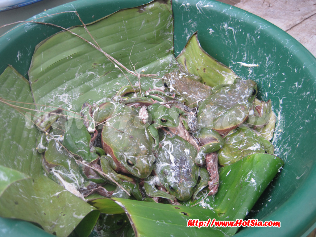 ประเทศลาว แขวงพงสาลี พงสาลียามเช้า(Morning Phongsaly)