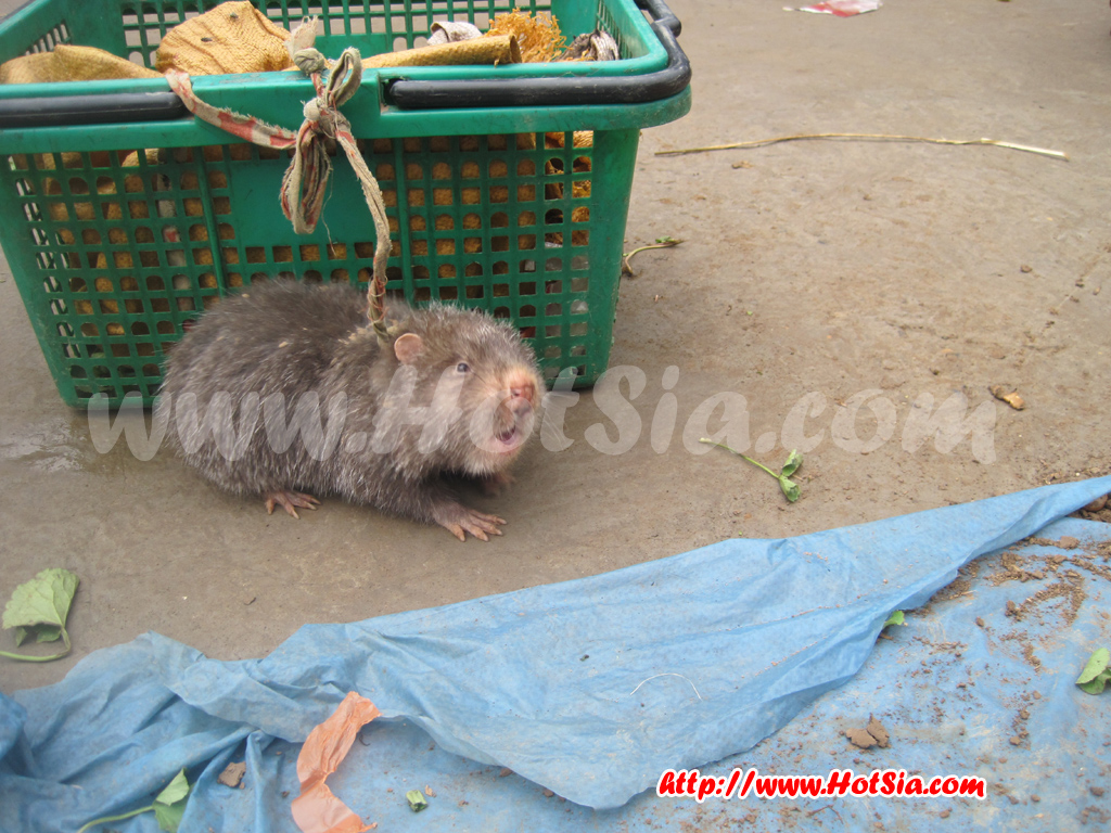 ประเทศลาว แขวงพงสาลี พงสาลียามเช้า(Morning Phongsaly)