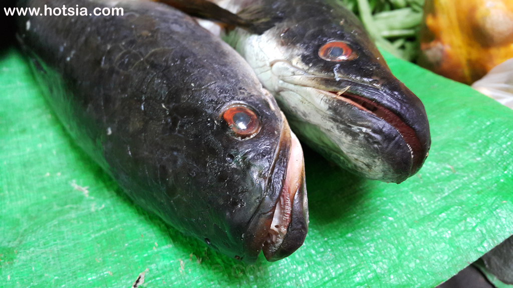 เที่ยวพม่า รัฐกะฉิ่น ตลาดเช้ามิตจีนา รัฐกะฉิ่น พม่า