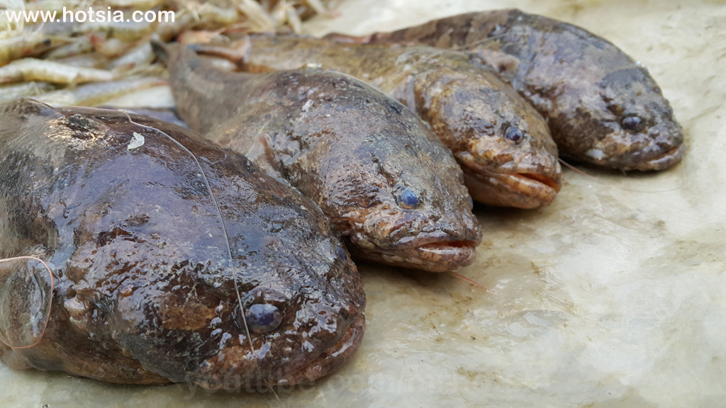 รัฐยะไข่ ตลาดเช้ามรัคอู รัฐยะไข่พม่า
