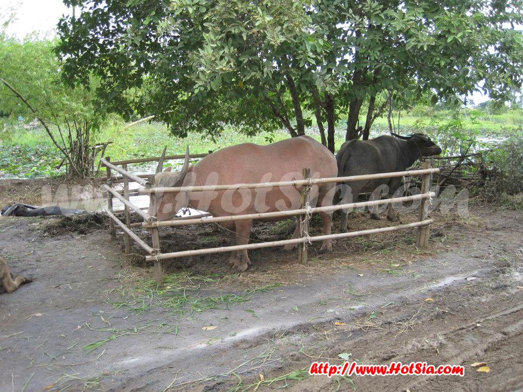 อยุธยา ตลาดน้ำคลองสระบัว