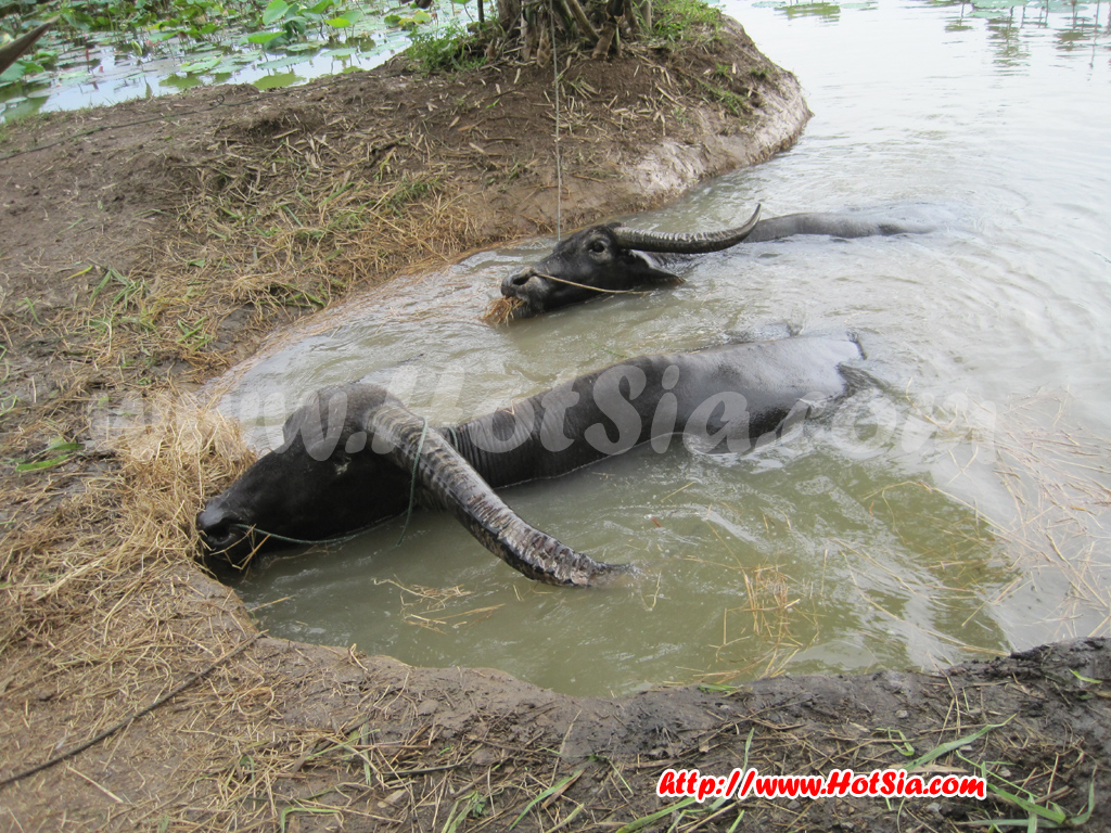 อยุธยา ตลาดน้ำคลองสระบัว