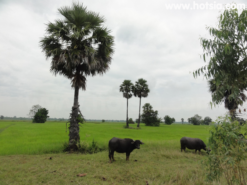 เที่ยวบุรีรัมย์ ข้อมูลท่องเที่ยวบุรีรัมย์