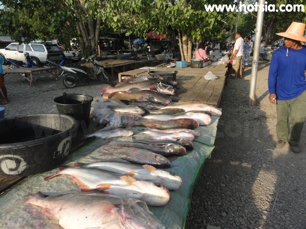เที่ยวชัยนาท ตลาดปลาท้ายเขื่อนเจ้าพระยา ชัยนาท
