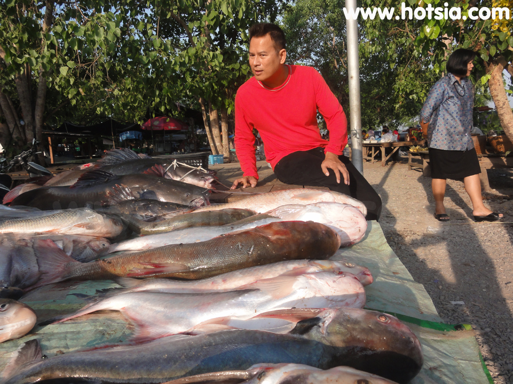 เที่ยวชัยนาท ตลาดปลาท้ายเขื่อนเจ้าพระยา ชัยนาท