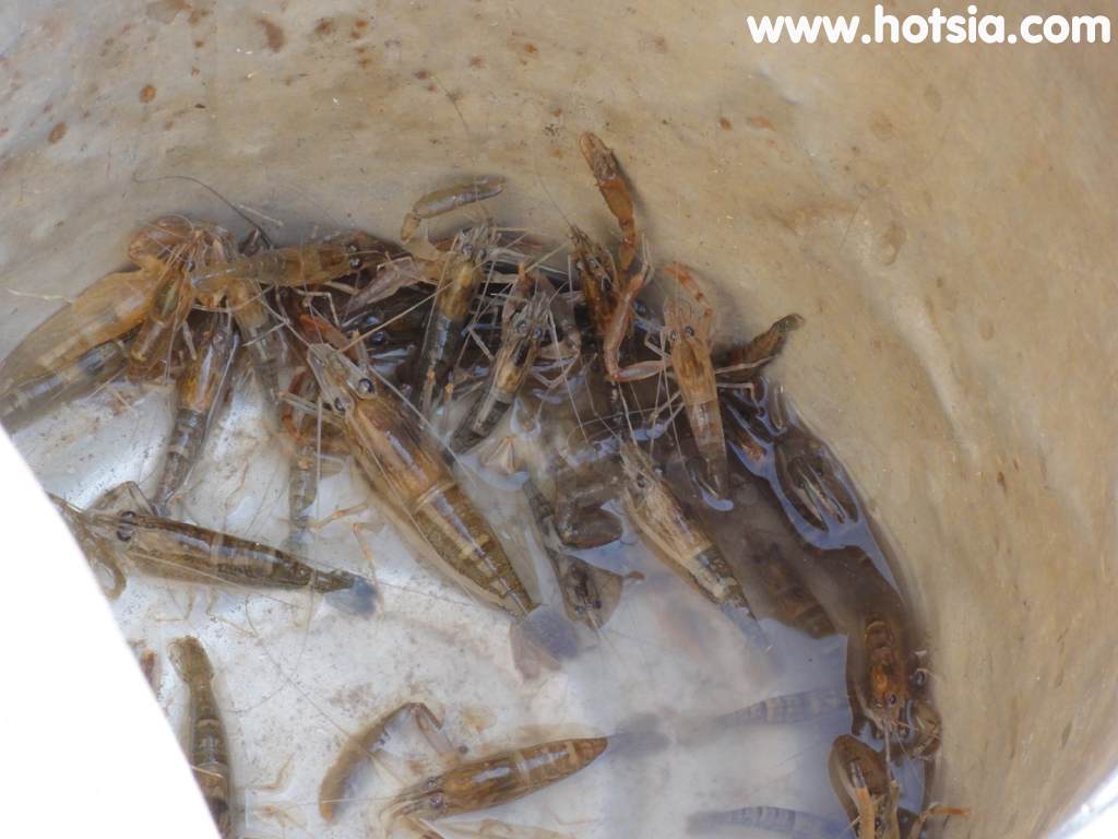 เชียงคาน กุ้งแม่น้ำโขงเชียงคาน