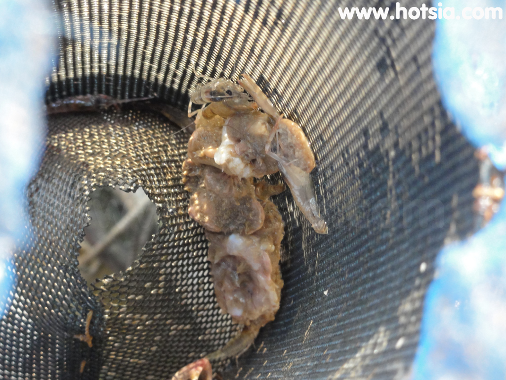 เชียงคาน กุ้งแม่น้ำโขงเชียงคาน