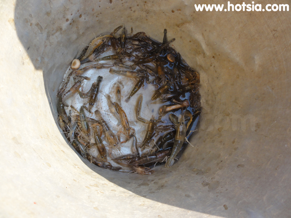 เชียงคาน กุ้งแม่น้ำโขงเชียงคาน
