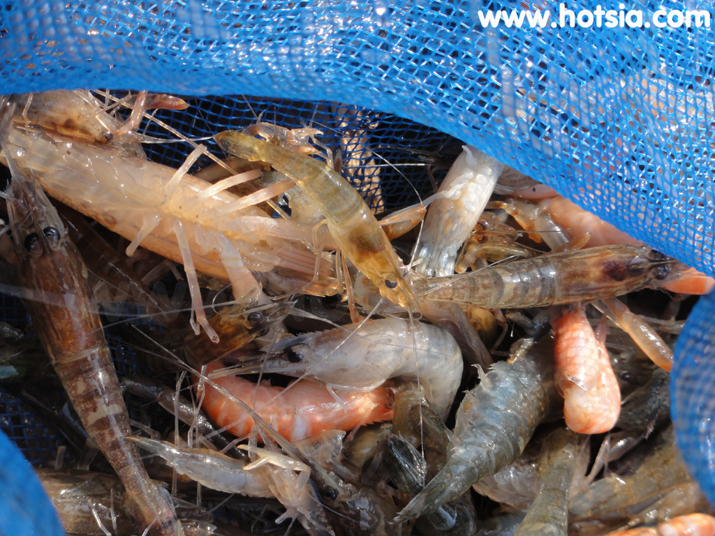 เชียงคาน กุ้งแม่น้ำโขงเชียงคาน