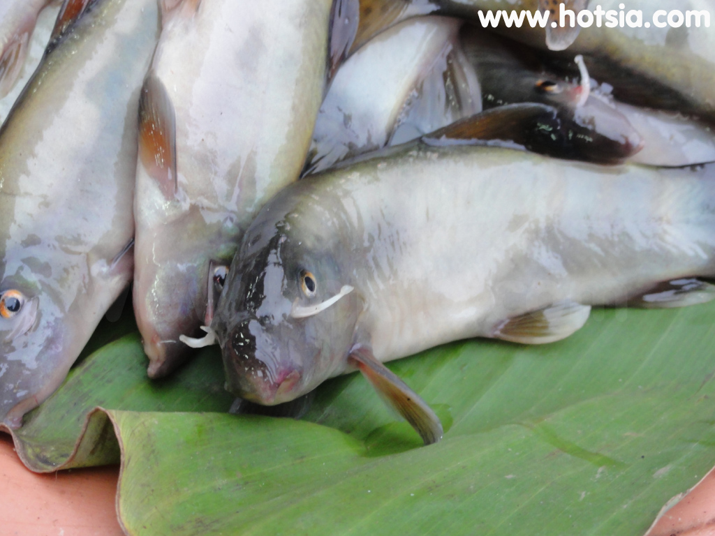 เชียงคาน ปลาหมูตลาดสดเชียงคาน