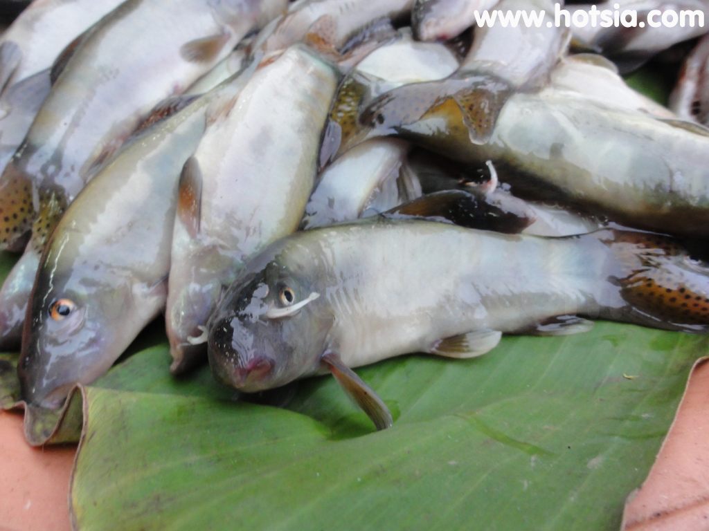 เชียงคาน ปลาหมูตลาดสดเชียงคาน