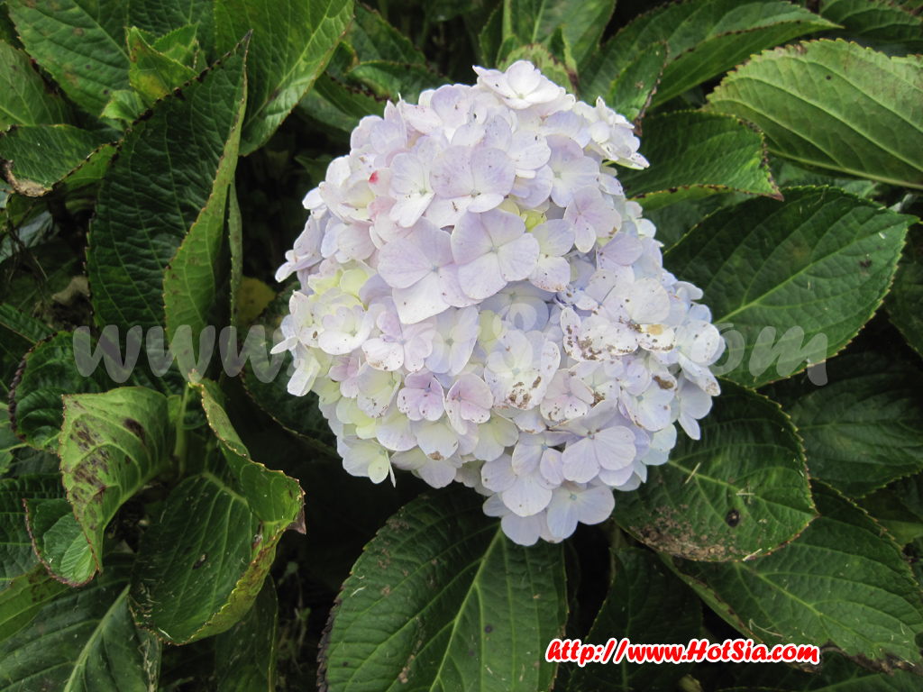 เชียงใหม่ เที่ยวพระธาตุดอยอินทนนท์