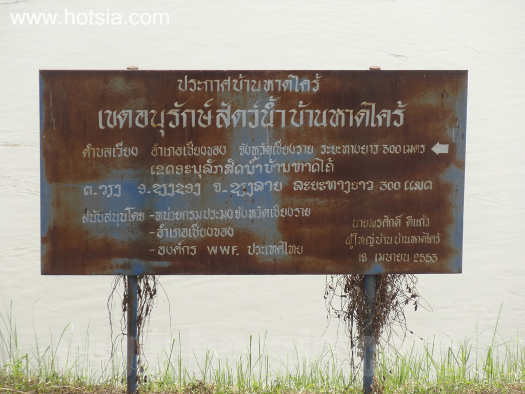 เที่ยวเชียงราย ประเพณีบวงสรวงเจ้าพ่อปลาบึก