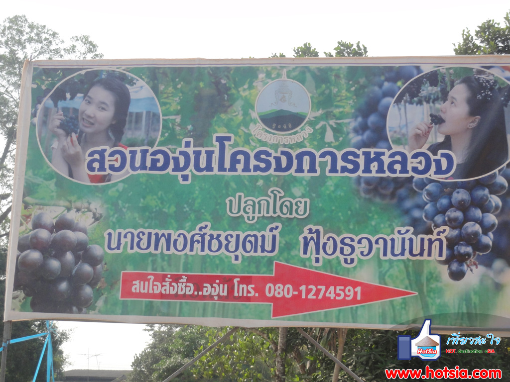 เที่ยวเชียงราย ไร่องุ่นเวียงแก่น