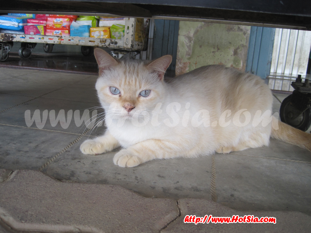 เชียงราย ตลาดชายแดนแม่สาย