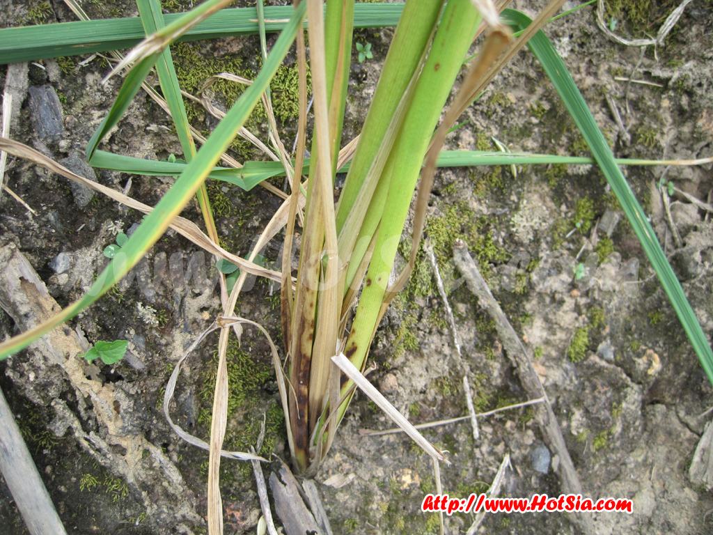 เชียงราย ข้าวไร่ ข้าวดอย