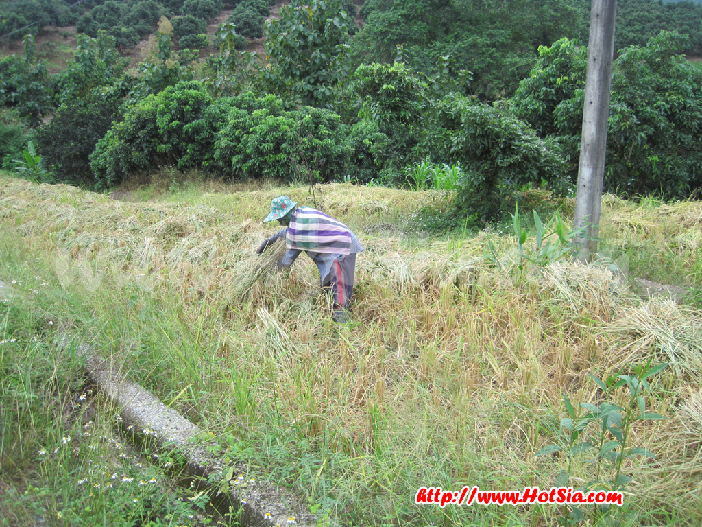 เชียงราย ข้าวไร่ ข้าวดอย