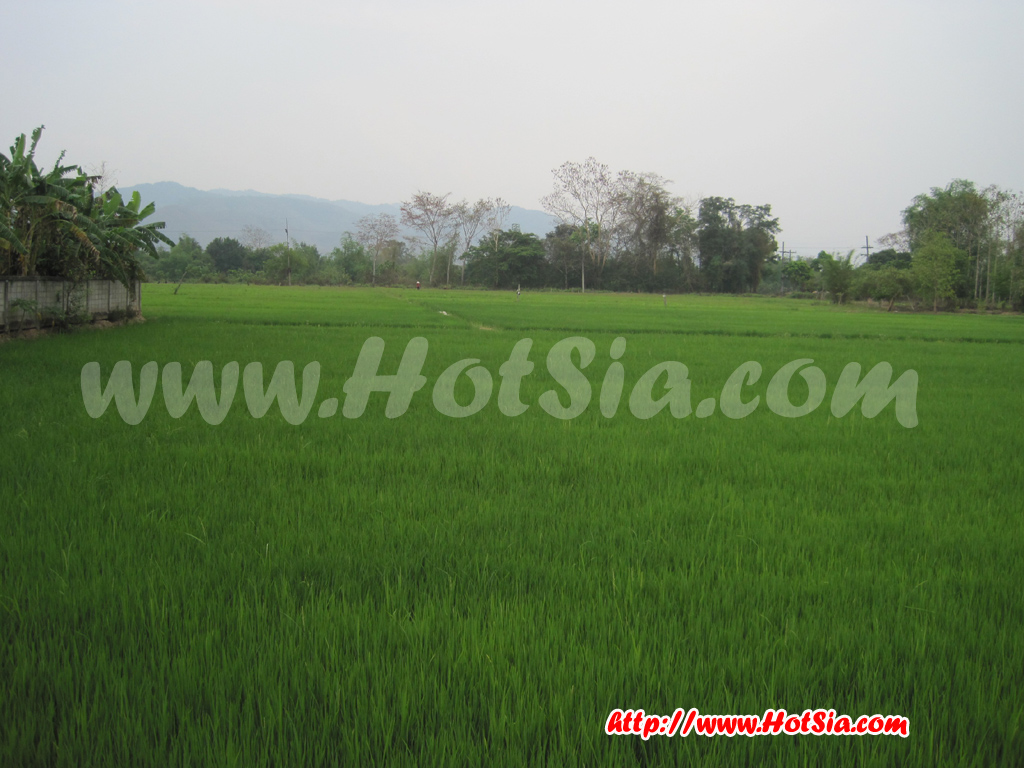 ลำปาง เที่ยวโฮมสเตย์บ้านไทยลื้อ ศรีดอนชัย เชียงราย