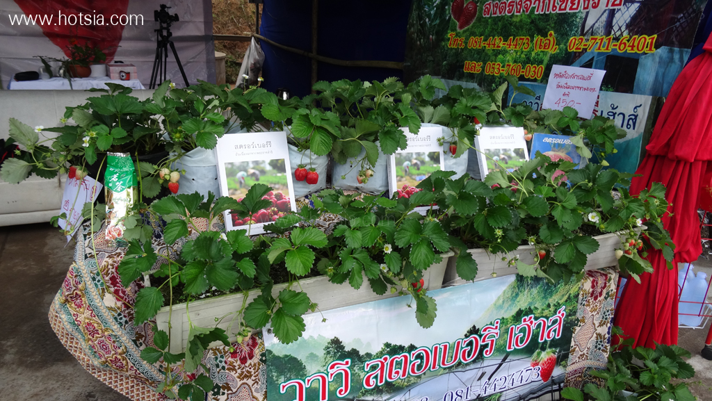 เที่ยวเชียงราย เทศกาลชิมชาวาวี