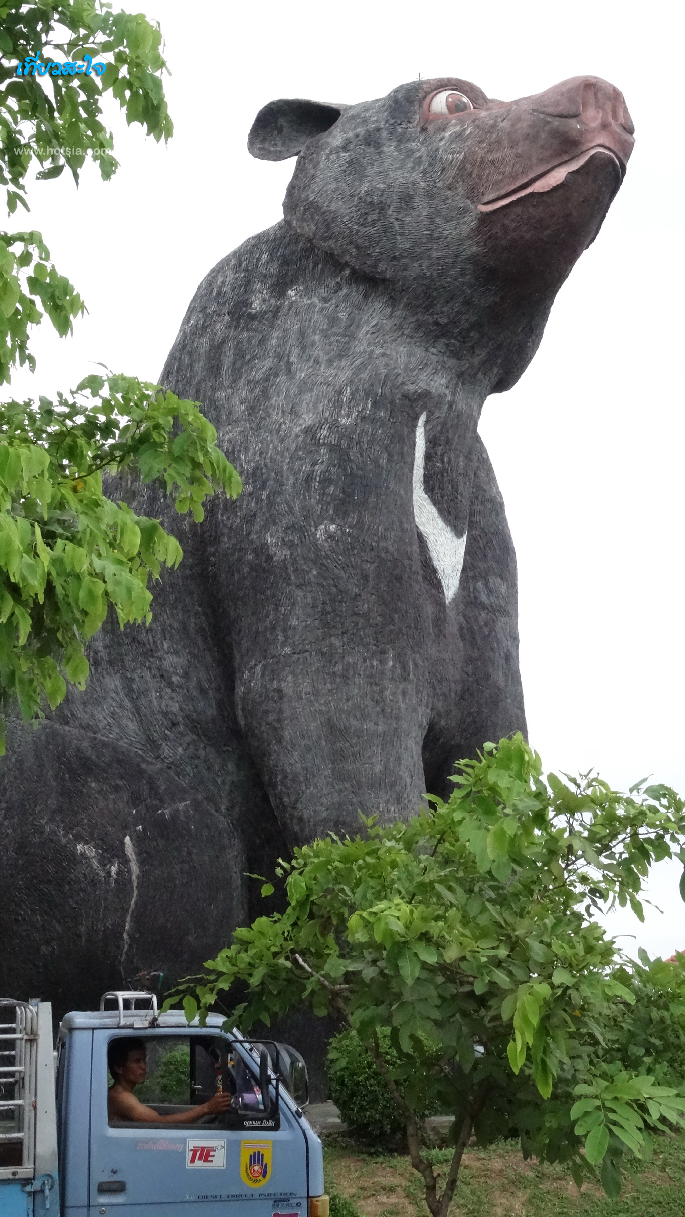 ขอนแก่น หมีใหญ่ที่สุดในโลก