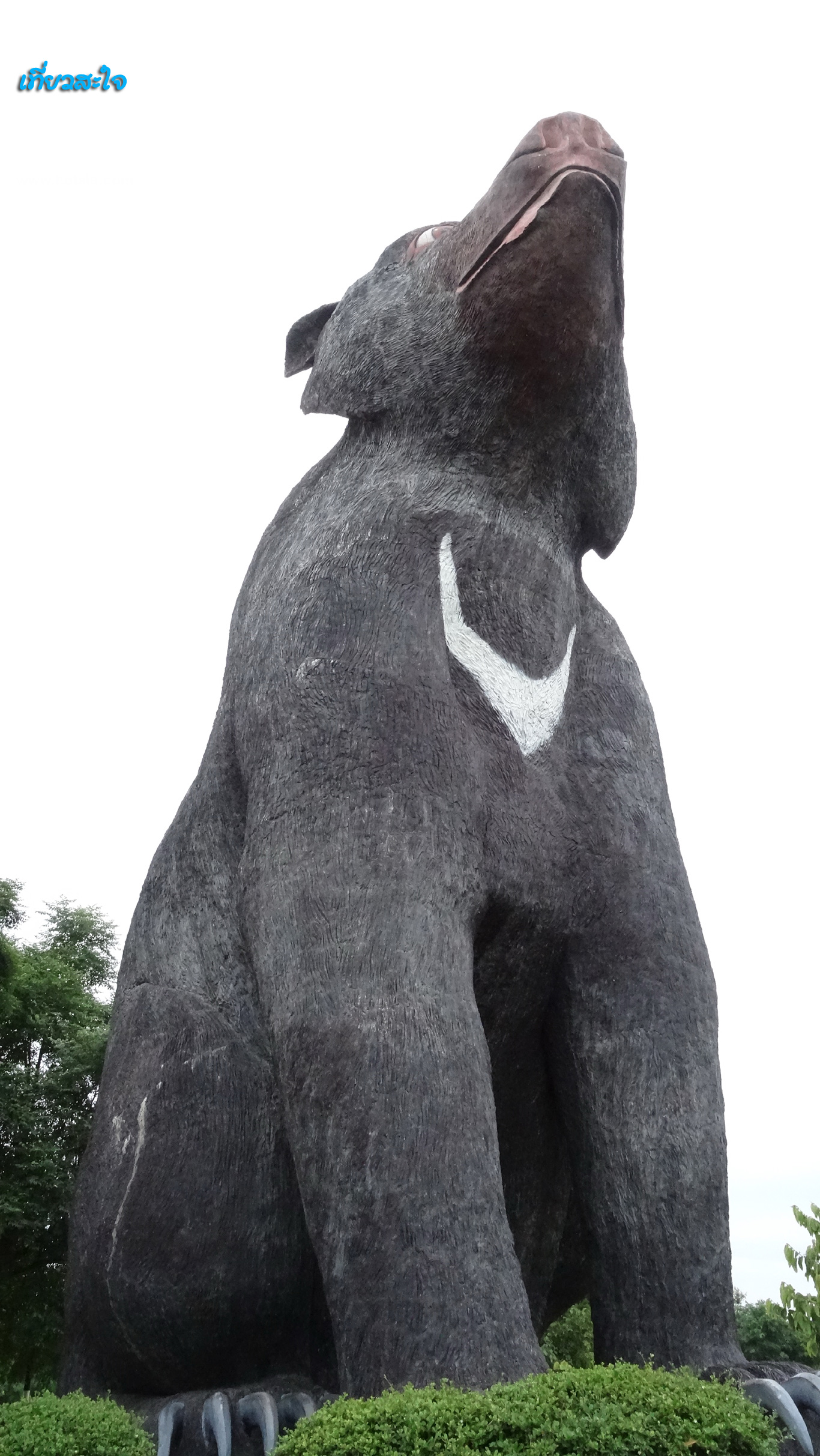 ขอนแก่น หมีใหญ่ที่สุดในโลก