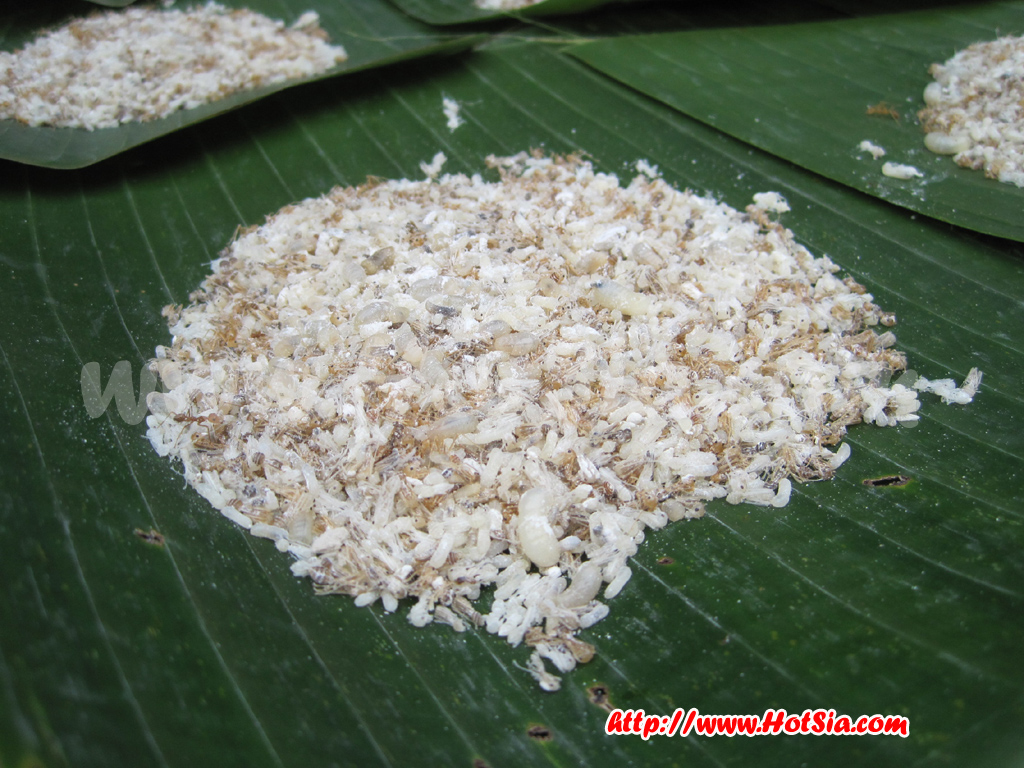 ลำปาง ตลาดเช้าชาวลำปาง กาดเก้าจาว กาแฟโบราณไข่ลวก