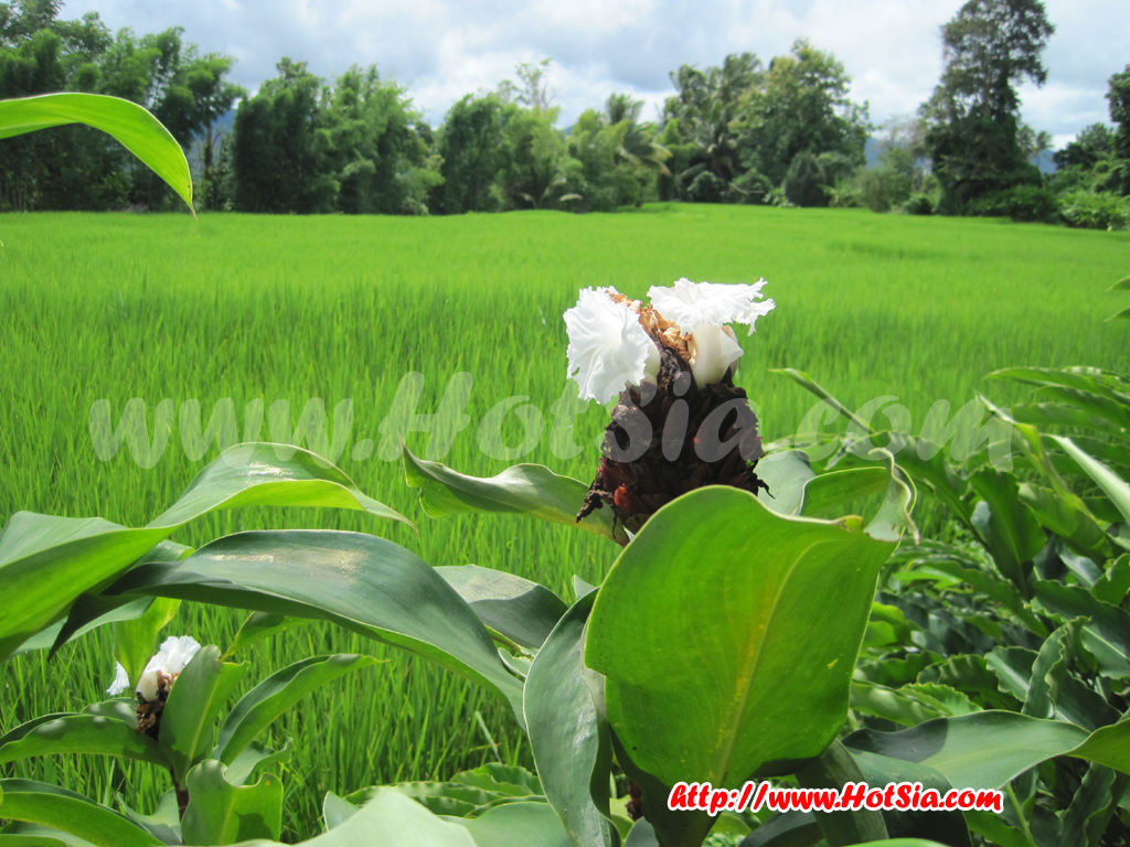 เที่ยวแม่ฮ่องสอน กินปลาสาละวิน ร้านธนบริการ แม่สะเรียง
