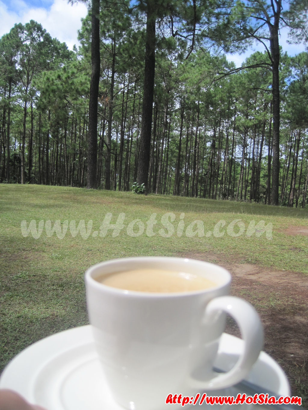 เที่ยวแม่ฮ่องสอน ร้านกาแฟสดสวนสน
