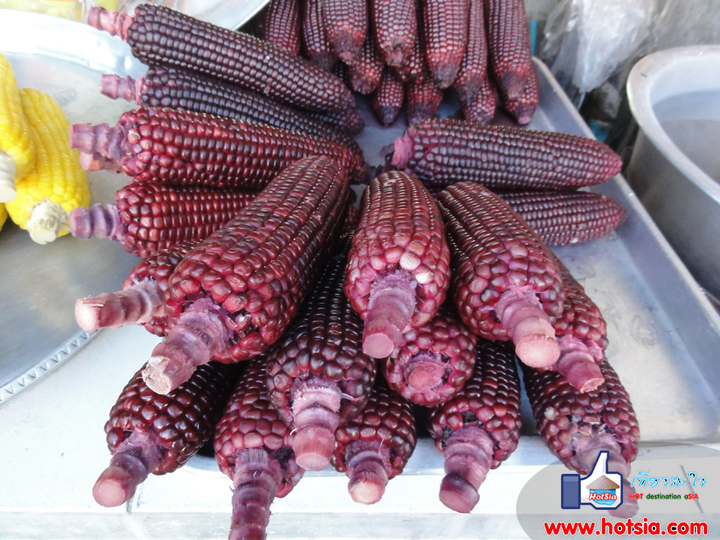 เที่ยวนครศรีธรรมราช ข้าวโพดแฟนซีสีม่วง