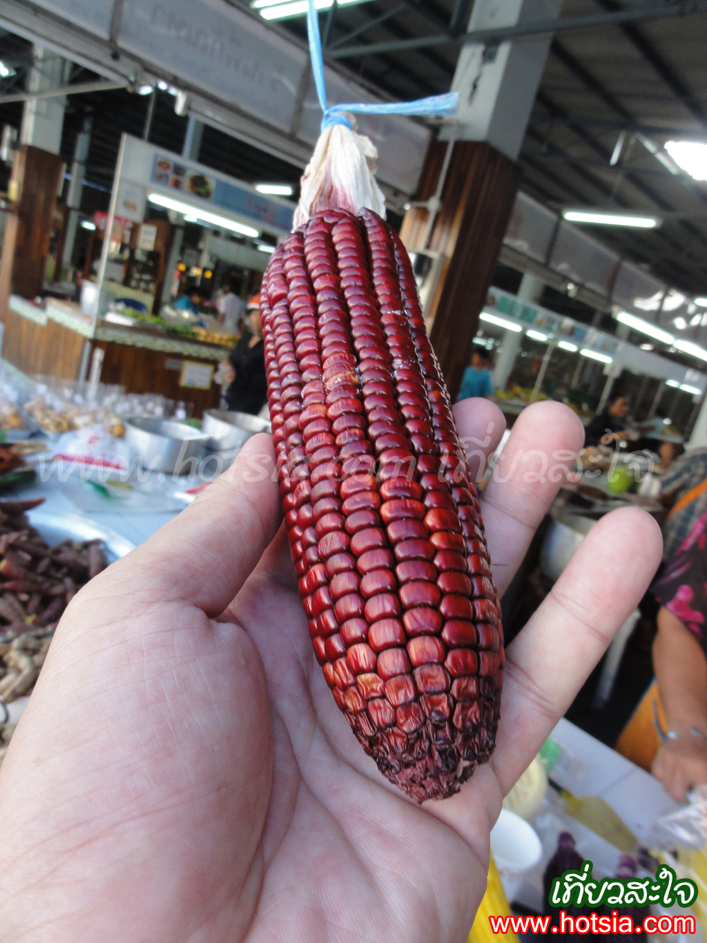 เที่ยวนครศรีธรรมราช ข้าวโพดแฟนซีสีม่วง