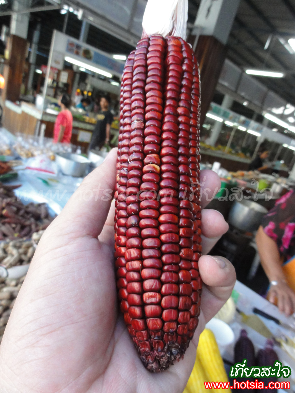 เที่ยวนครศรีธรรมราช ข้าวโพดแฟนซีสีม่วง