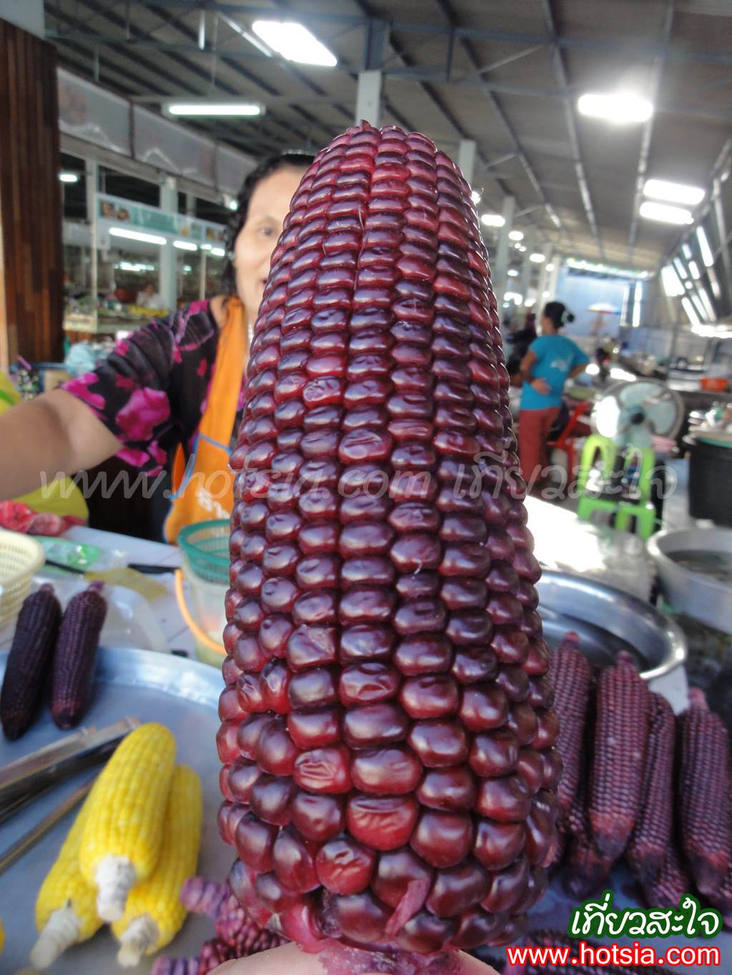 เที่ยวนครศรีธรรมราช ข้าวโพดแฟนซีสีม่วง