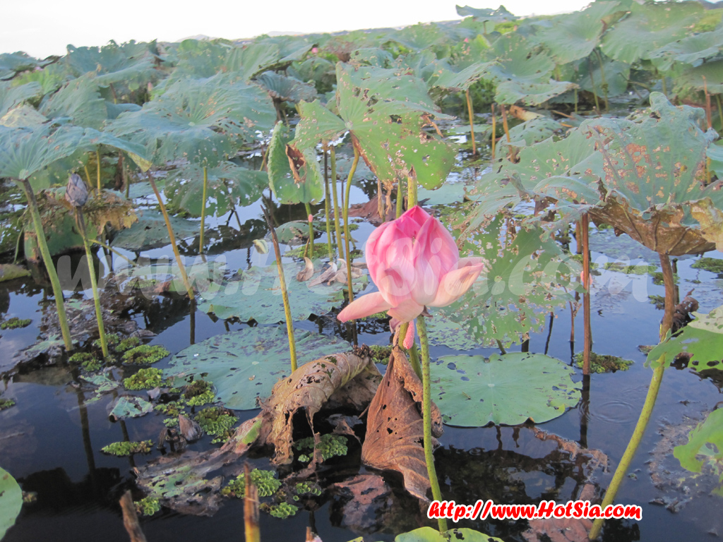 พะเยา เที่ยวสวนบัวกว๊านพะเยา
