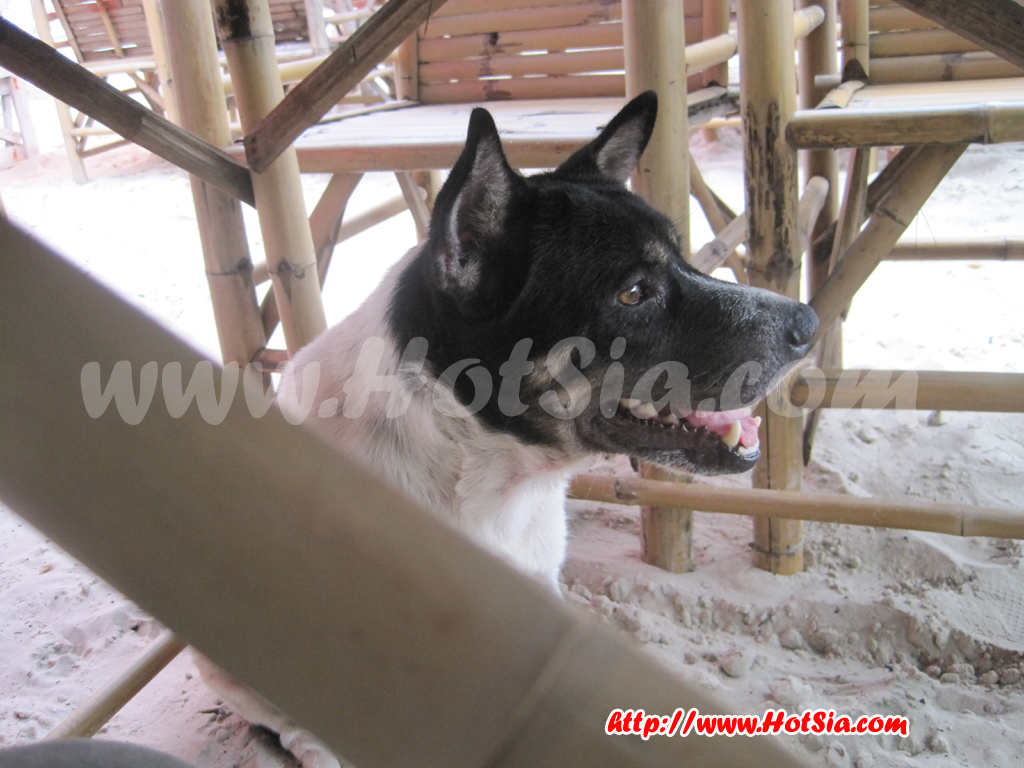 ระยอง เที่ยวราตรีที่เสม็ด ที่พักบนเกาะเสม็ด ที่พักเสม็ด