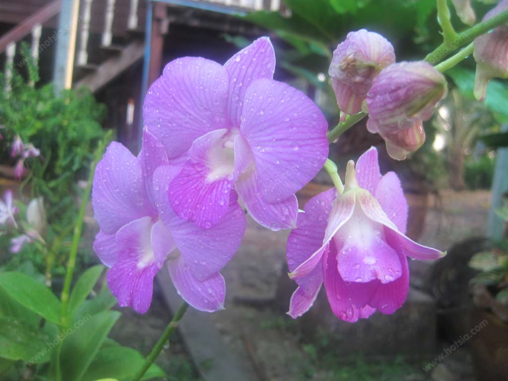 เที่ยวสมุทรปราการ ตำบลบ้านระกาศ อ.บางบ่อ