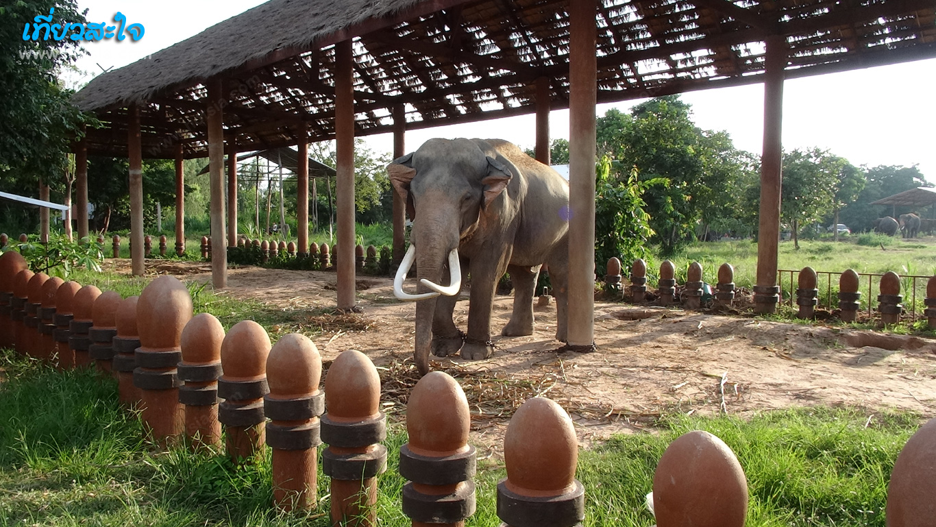 สุรินทร์ หมู่บ้านช้างบ้านตากลาง หมู่บ้านช้าง จังหวัดสุรินทร์