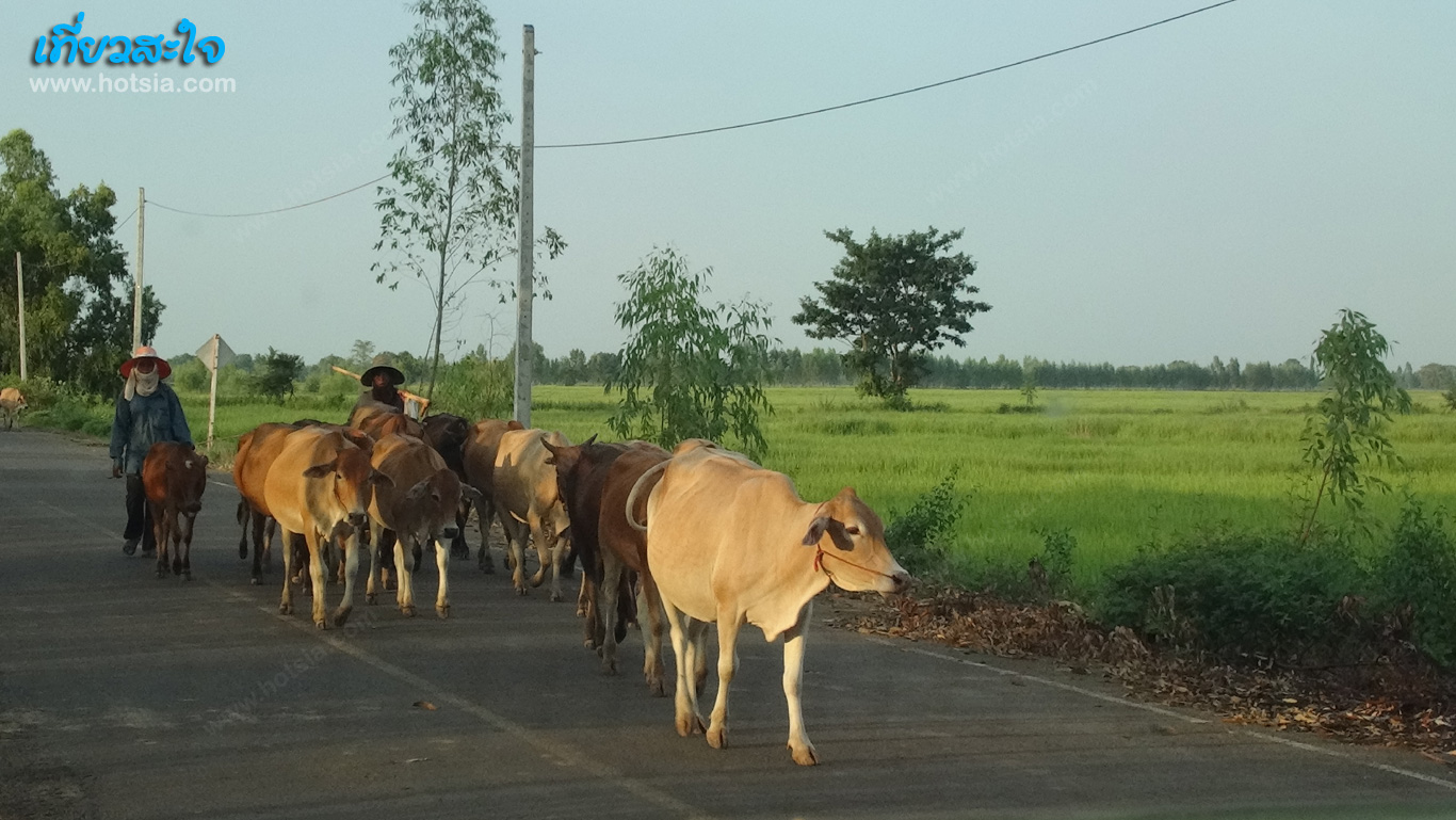 สุรินทร์ หมู่บ้านช้างบ้านตากลาง หมู่บ้านช้าง จังหวัดสุรินทร์