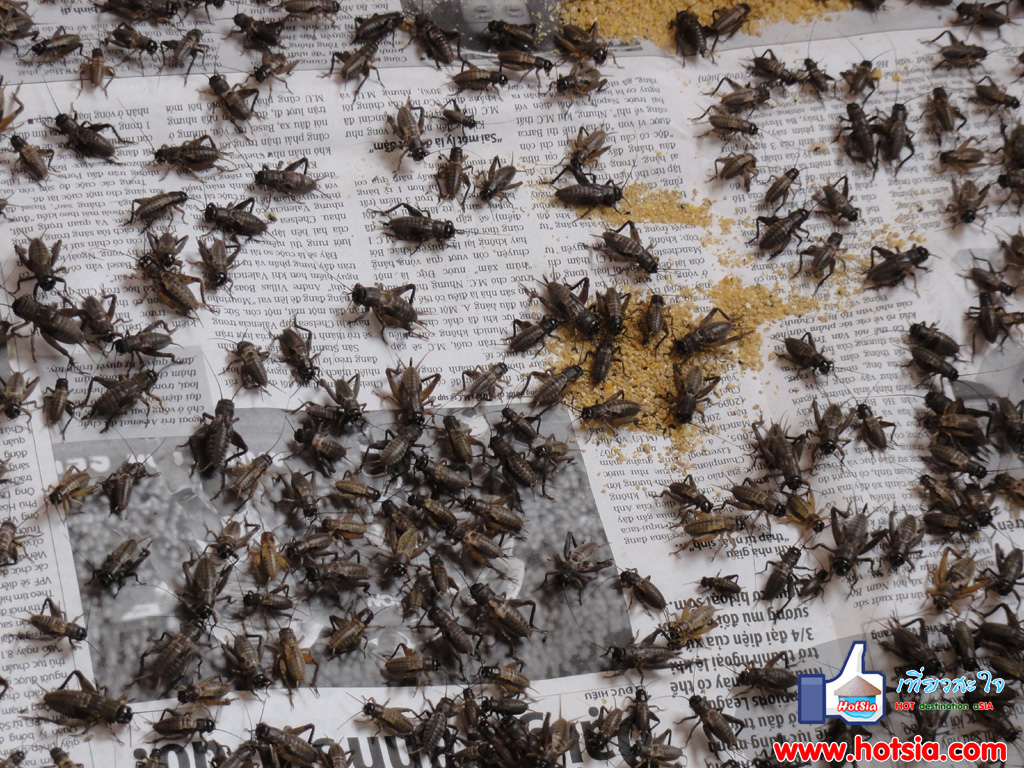 เที่ยวเวียดนาม เที่ยวดาลัด ฟาร์มจิ้งหรีด