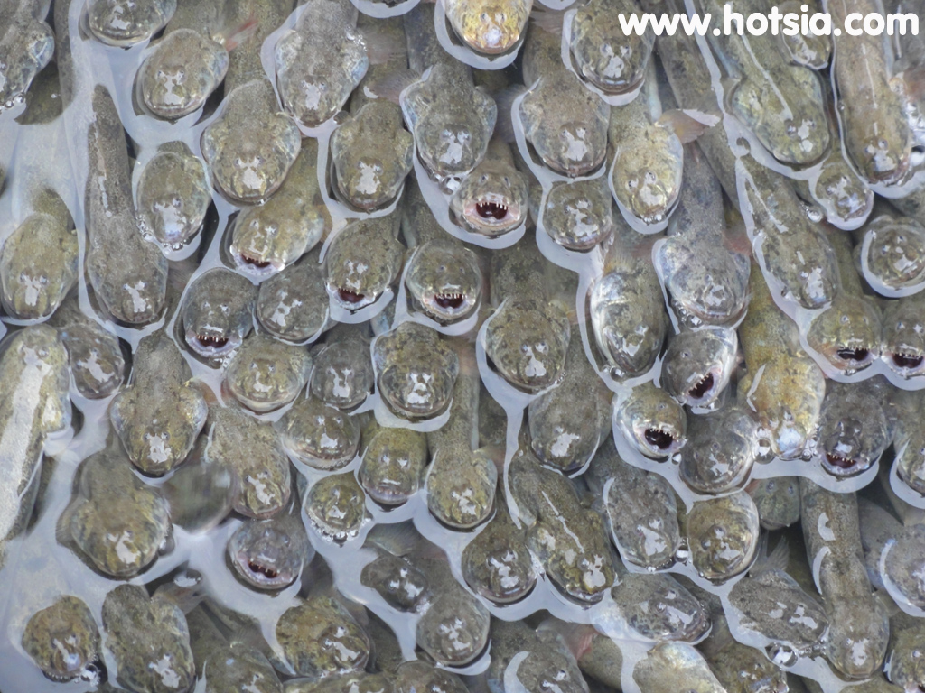 จังหวัดก่าเมา(Ca Mau vietnam) ตลาดกาเมา