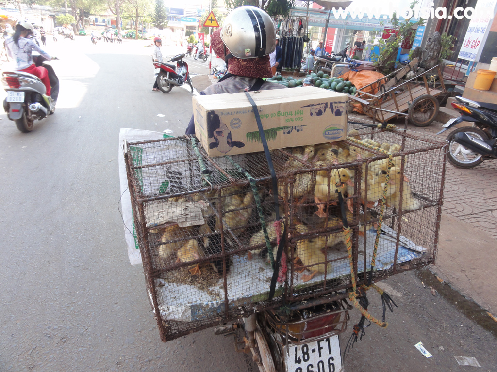 ดักโนง Dak Nong ตลาดเช้ายาเงี๋ย(Gai Nghia )