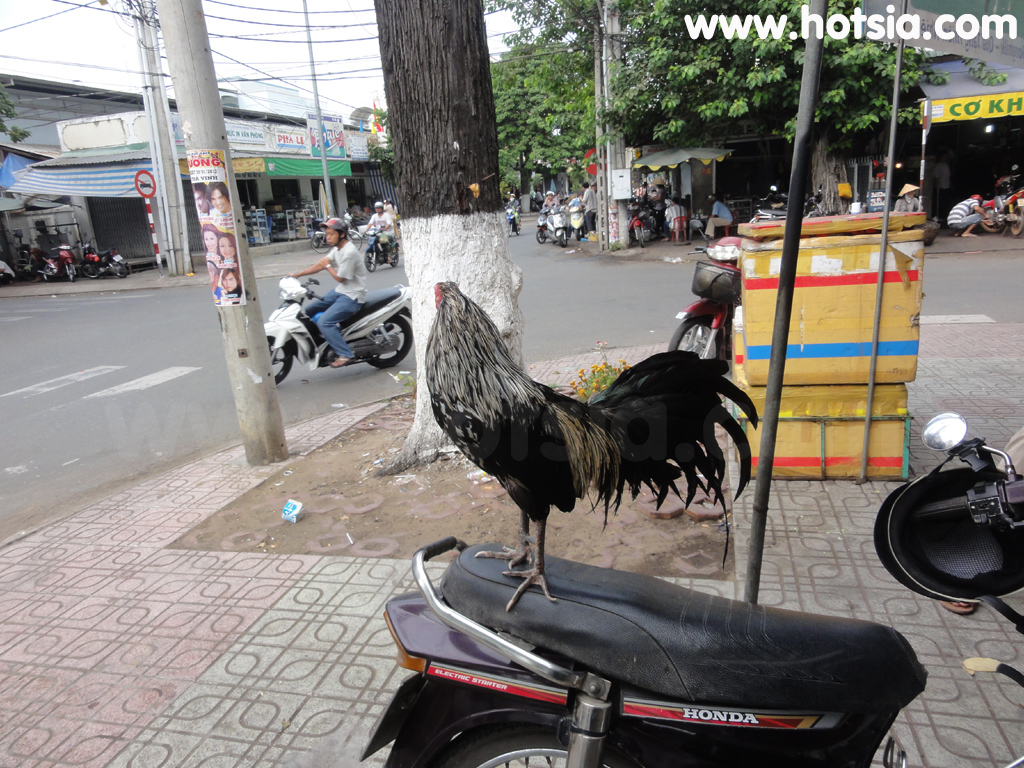 จร่าวิญ Tra Vinh ไก่ชน