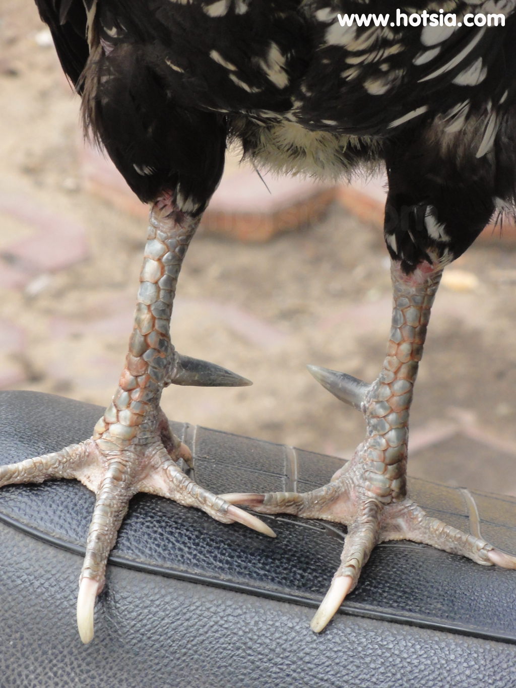 จร่าวิญ Tra Vinh ไก่ชน