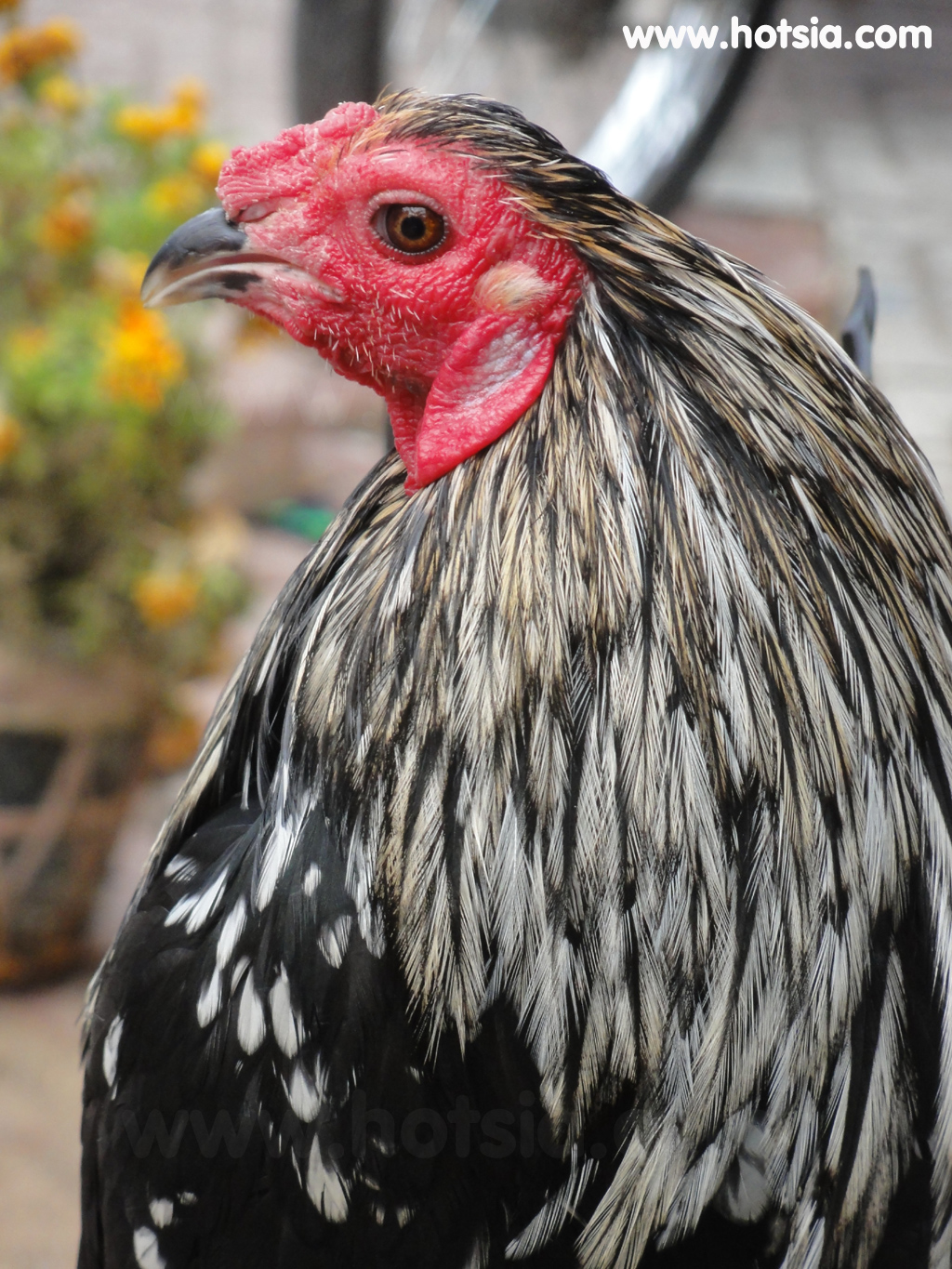 จร่าวิญ Tra Vinh ไก่ชน