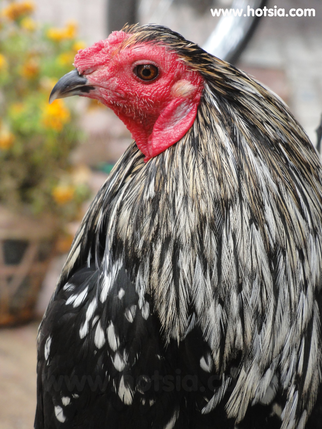 จร่าวิญ Tra Vinh ไก่ชน