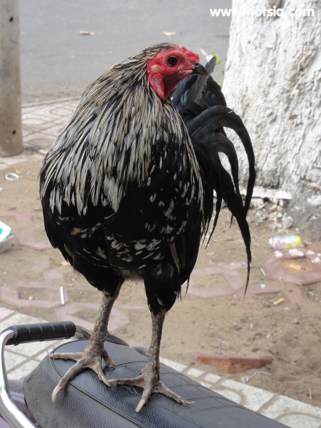 จร่าวิญ Tra Vinh ไก่ชน