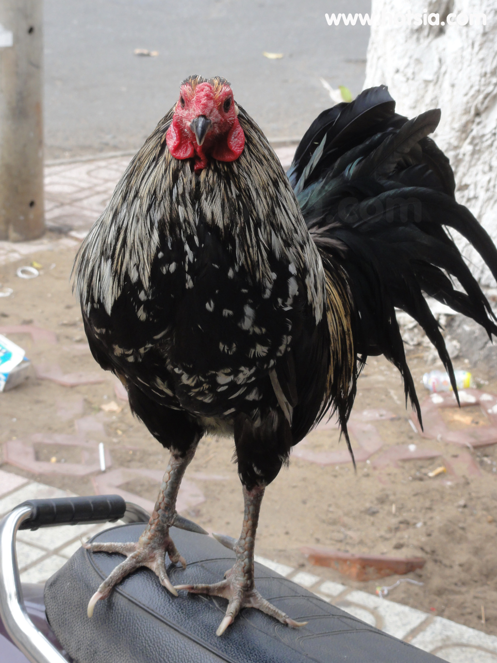 จร่าวิญ Tra Vinh ไก่ชน