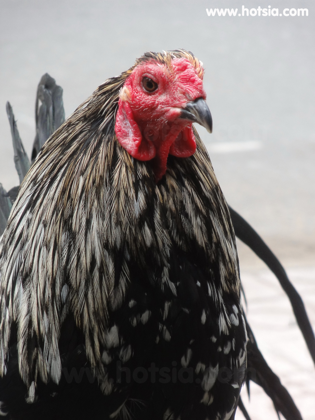 จร่าวิญ Tra Vinh ไก่ชน
