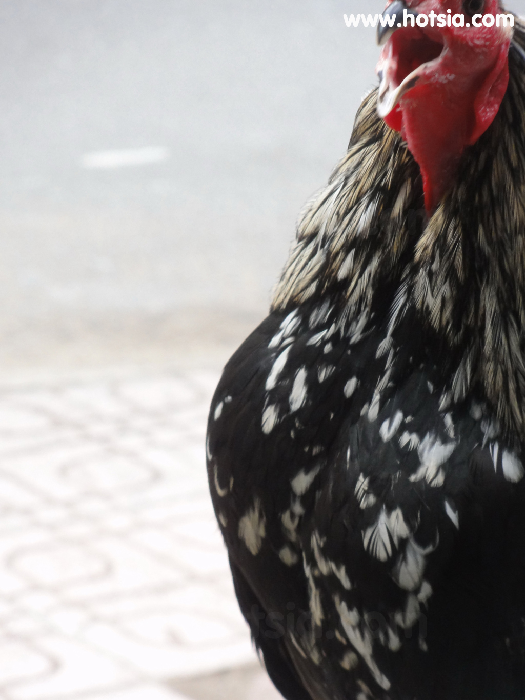 จร่าวิญ Tra Vinh ไก่ชน