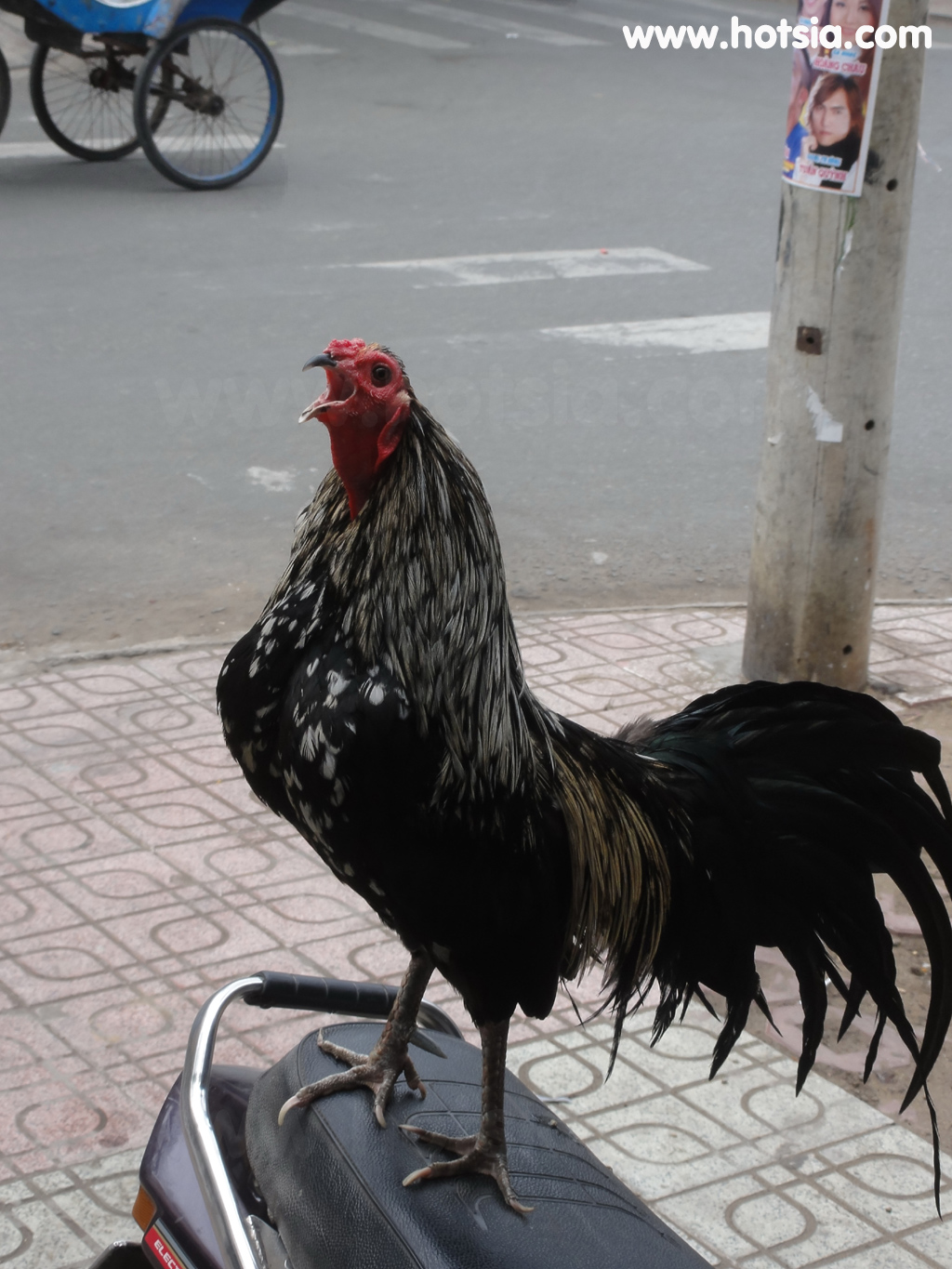 จร่าวิญ Tra Vinh ไก่ชน