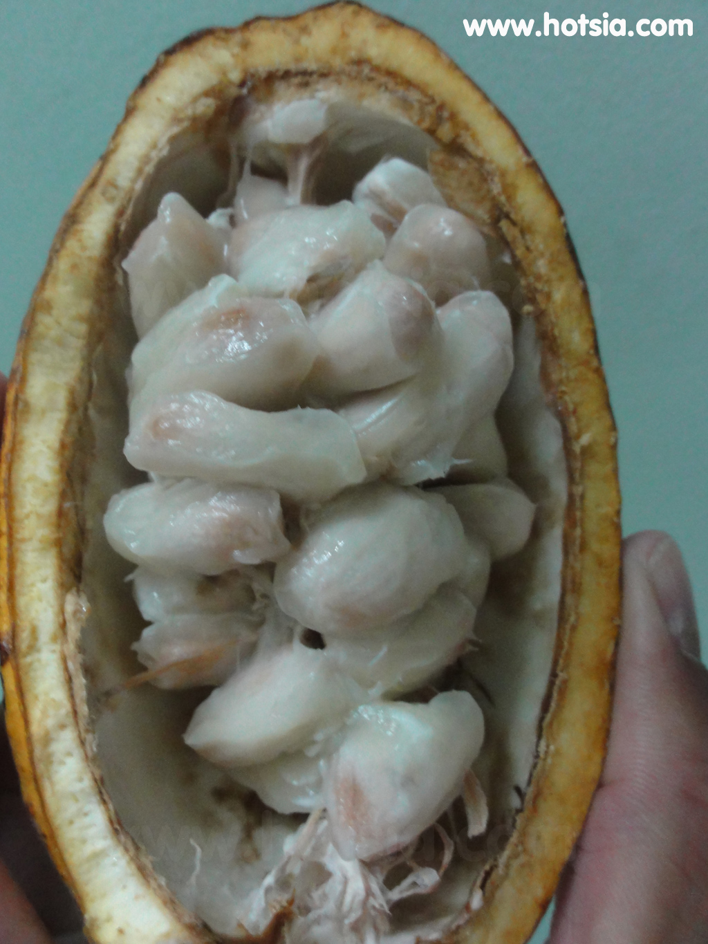 หวิงลอง Vinh Long ลูกโกโก้